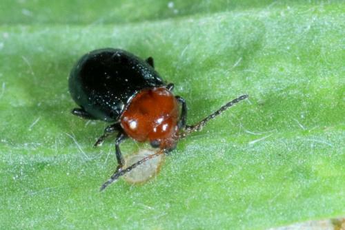 Podagrica fuscipes